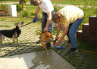 Hundedusche